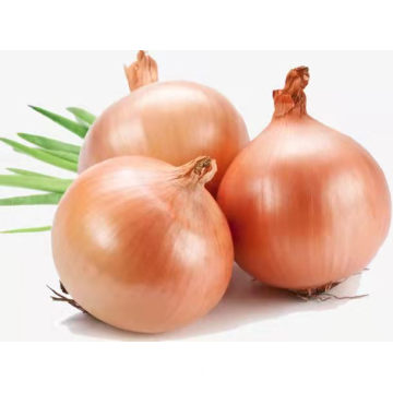 Fresh Yellow Onion with Cheap Price